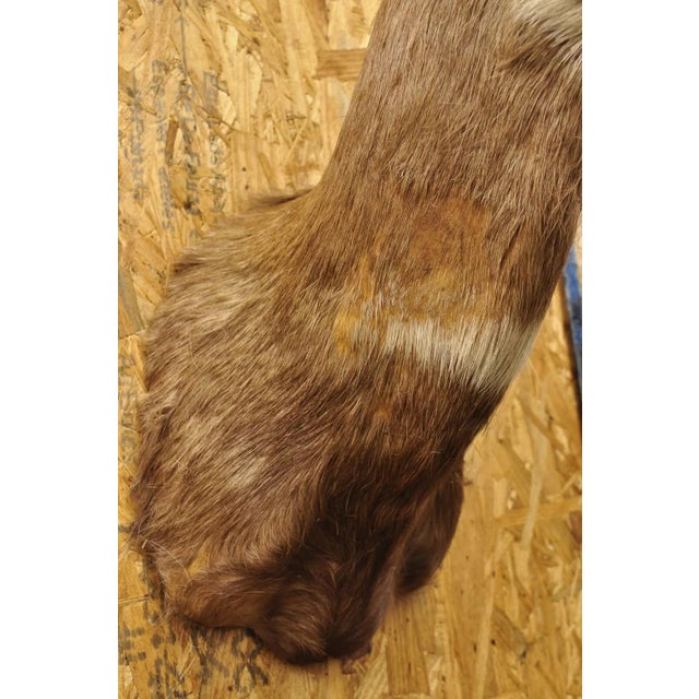 Animal Skin Vintage African Cape Bushbuck Taxidermy Shoulder Mount Cabin Wall Decor For Sale - Image 7 of 12