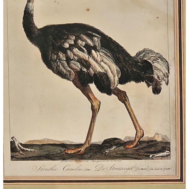 Linnaeus Engraving of an Ostrich, Netherlands Circa 1760 For Sale - Image 4 of 5