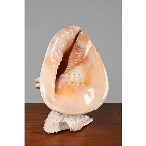 Vintage Shell Lamp For Sale - Image 5 of 10