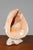 Vintage Shell Lamp For Sale - Image 5 of 10