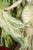 In "Garden Wind," a figure in an elegant gown stands amidst a lush, verdant backdrop, embodying a moment of grace and...