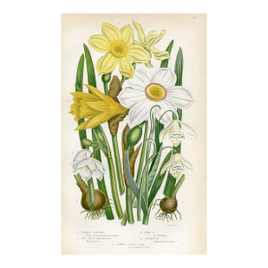 1870s, Narcissus Botanical Print by Anne Pratt, Original Antique Botanical Print, Lithograph, England