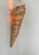 Vintage Shell Wall Sconces in Beige Fiberglass, France, 1960, Set of 2 For Sale - Image 6 of 10