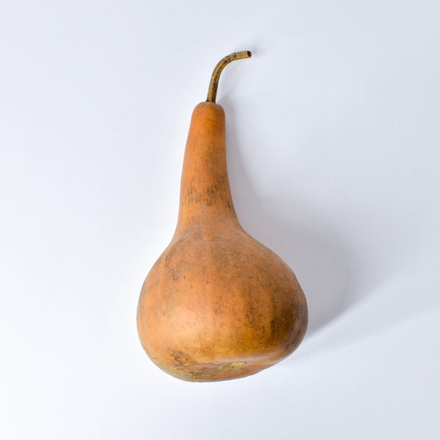 Early 20th Century Calabash Shaker Gourd Asante Nigeria For Sale In Denver - Image 6 of 10
