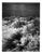 Paul Cooklin, the Crane, Edition of 50 For Sale