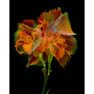 "Kaleidoscope 22" Contemporary Fish with Flower Color Photograph For Sale