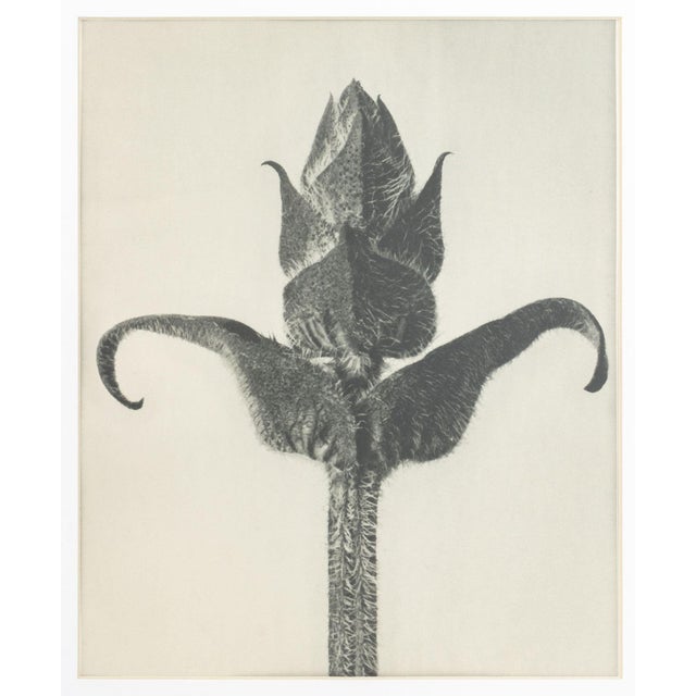 Karl Bossfeldt Urformen Der Kunst Photogravures, 9 For Sale - Image 12 of 16