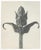 Karl Bossfeldt Urformen Der Kunst Photogravures, 9 For Sale - Image 12 of 16