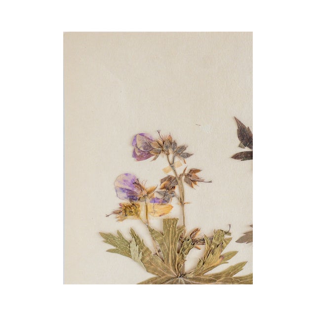 Beautiful Vintage Swedish Herbarium - Geranium Cranesbill, circa 1962.