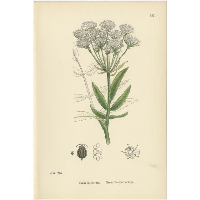 After Sowerby, English Botanical British Wildflowers, 1902, Prints, Set of 6 For Sale - Image 5 of 9