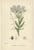 After Sowerby, English Botanical British Wildflowers, 1902, Prints, Set of 6 For Sale - Image 5 of 9