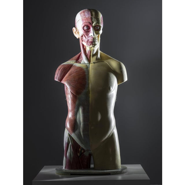 Anatomical Torso Model, East Germany, 1950s For Sale - Image 9 of 9