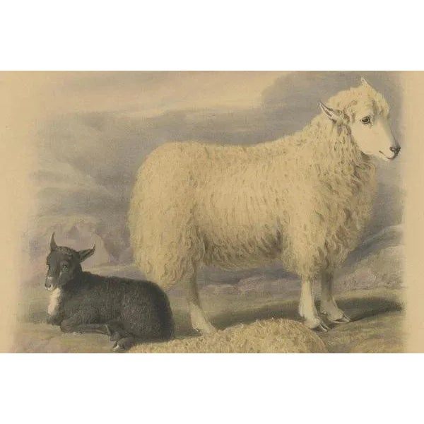 Mid 19th Century Fairland after W. Nicholson, Sheep from the Wicklow Mountains, 1842, Lithograph on Paper For Sale - Image 5 of 6