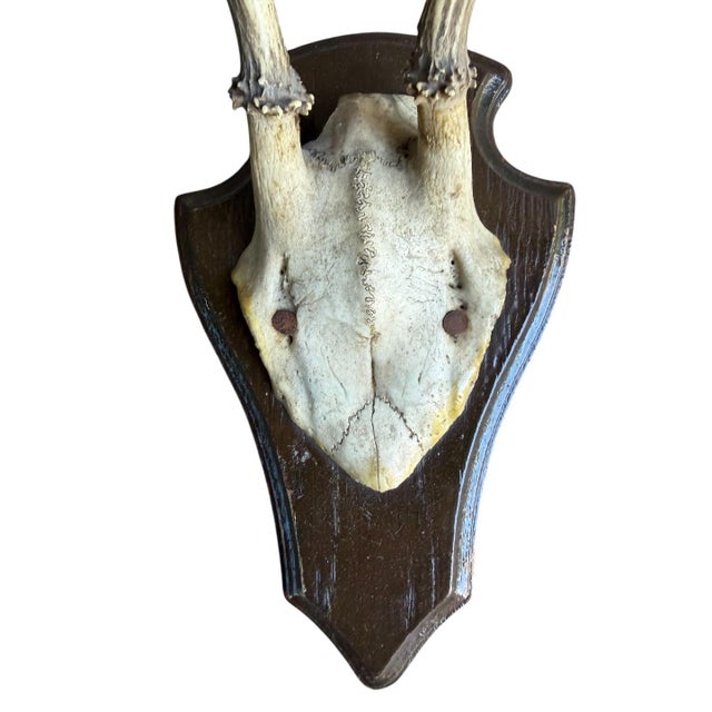 Traditional 1930s Roe Deer Trophy 144, Black Forest Antlers For Sale - Image 3 of 5