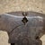 For your consideration, a vintage pair of Diamalloy No. R510 Fencing Pliers (made by the Diamond Calk Horseshoe Co. in...