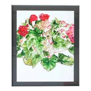 Red Begonia - Botanical Study by Deborah Eddy
