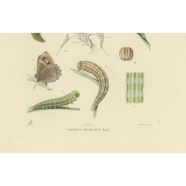 Sepp & Brants, Sciapteron Xystophora Moths, 1906, Paper, Set of 2 For Sale - Image 10 of 13