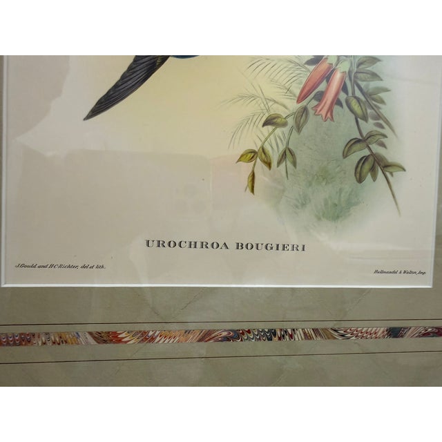Printmaking Materials Original Circa 1850 John Gould “Urochroa Bougieri” Hand-Colored Hummingbird Lithograph For Sale - Image 7 of 8