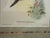 Printmaking Materials Original Circa 1850 John Gould “Urochroa Bougieri” Hand-Colored Hummingbird Lithograph For Sale - Image 7 of 8