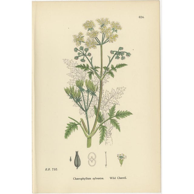 Black Sowerby, British Chervil Quartet, Hand-Colored Prints, 1902, Set of 4 For Sale - Image 8 of 10