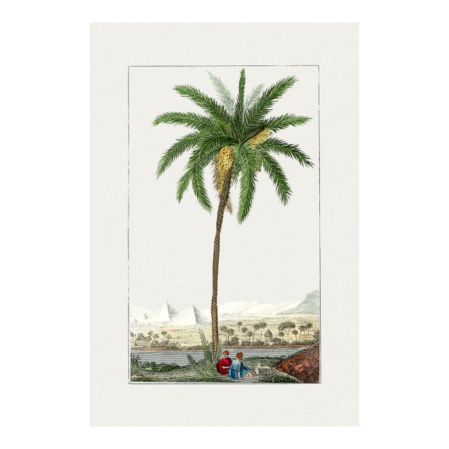 Vintage Date Palm Tree, Botanical Art Print Reproduction, 18" X 24" For Sale