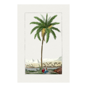 Vintage Date Palm Tree, Botanical Art Print Reproduction, 18" X 24"