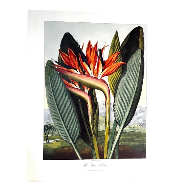 2008 Bird of Paradise Temple of Flora Print For Sale