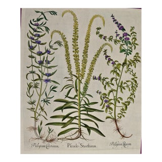 Flowering Peppermint Plants: A 17th C. Besler Hand-Colored Botanical Engraving, 1640 For Sale