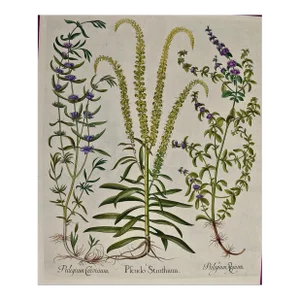 Flowering Peppermint Plants: A 17th C. Besler Hand-Colored Botanical Engraving, 1640