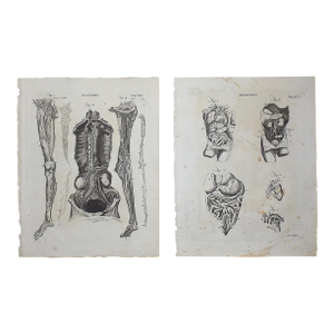 Authentic Antique 18th Century Anatomical Copperplate Engravings Over 225 Years Old - A Pair