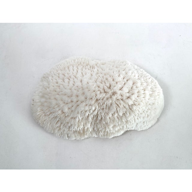 Natural White Bowl Coral Specimen Coastal Home Decor For Sale In Los Angeles - Image 6 of 6