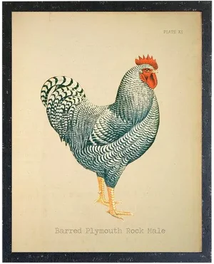 Barred Plymouth Rock Rooster 14x18