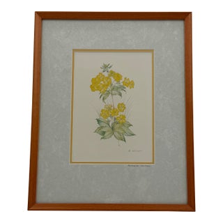 Title: Vintage Margot Weemaes Primula Kewensis Botanical Print 1981 Framed For Sale