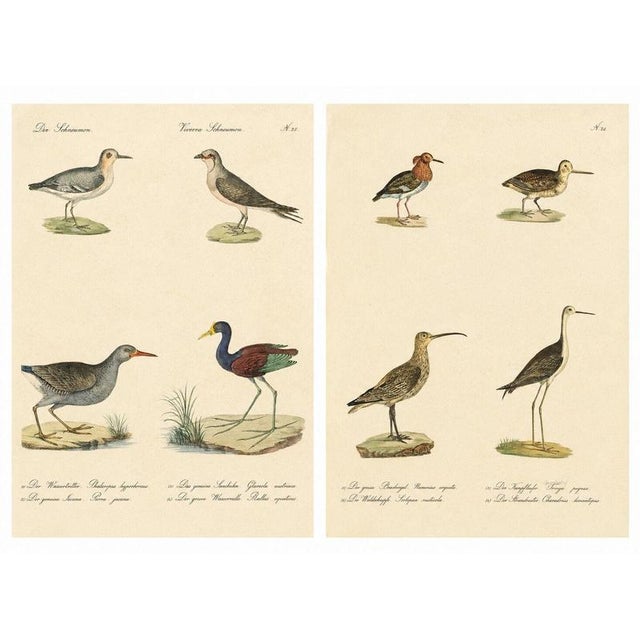 Brodtmann, Shorebirds, Jacana & Water Rail Pair, Hand-Colored Lithographs, 1816, Set of 2 For Sale - Image 12 of 12