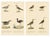 Brodtmann, Shorebirds, Jacana & Water Rail Pair, Hand-Colored Lithographs, 1816, Set of 2 For Sale - Image 12 of 12