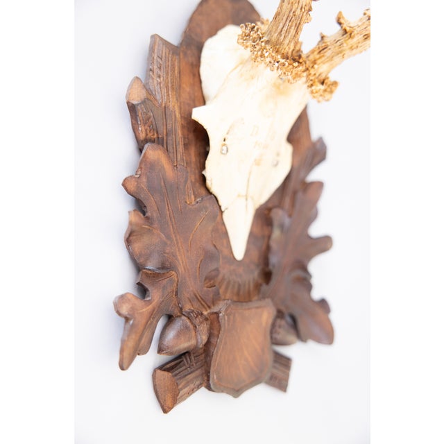 1900 - 1909 Antique Black Forest Roe Deer Antlers Hunting Trophy 1906 Mount For Sale - Image 5 of 7