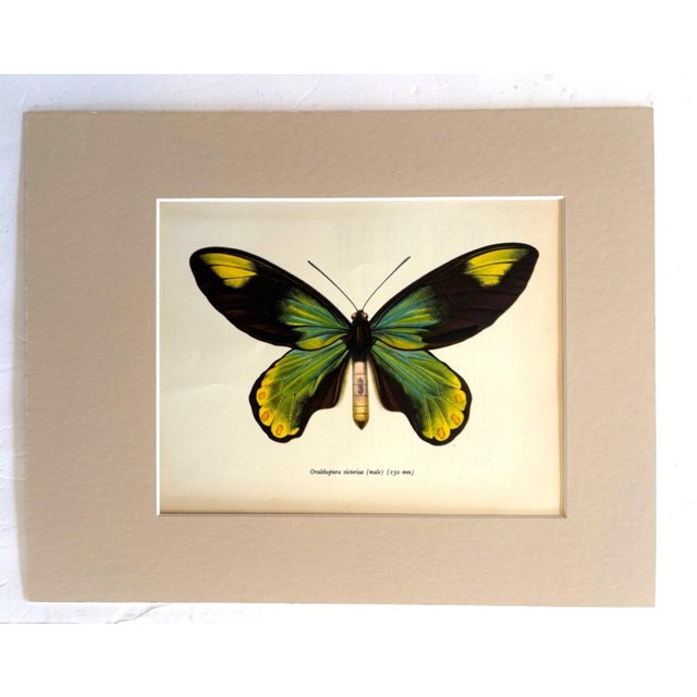 Realism Vintage 1965 Butterfly Print in 11x14 Mat: Ornithoptera Victoriae (Male), EUC For Sale - Image 3 of 3