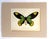 Realism Vintage 1965 Butterfly Print in 11x14 Mat: Ornithoptera Victoriae (Male), EUC For Sale - Image 3 of 3