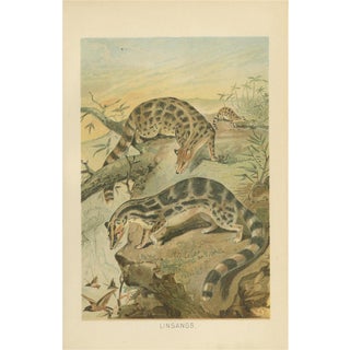 Antique Victorian Asian Mammal Print, 1894 For Sale