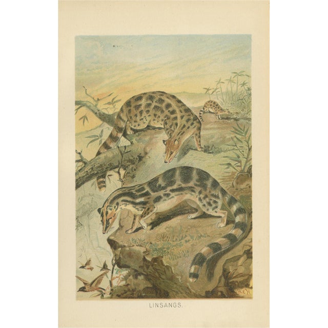 Antique Victorian Asian Mammal Print, 1894 For Sale