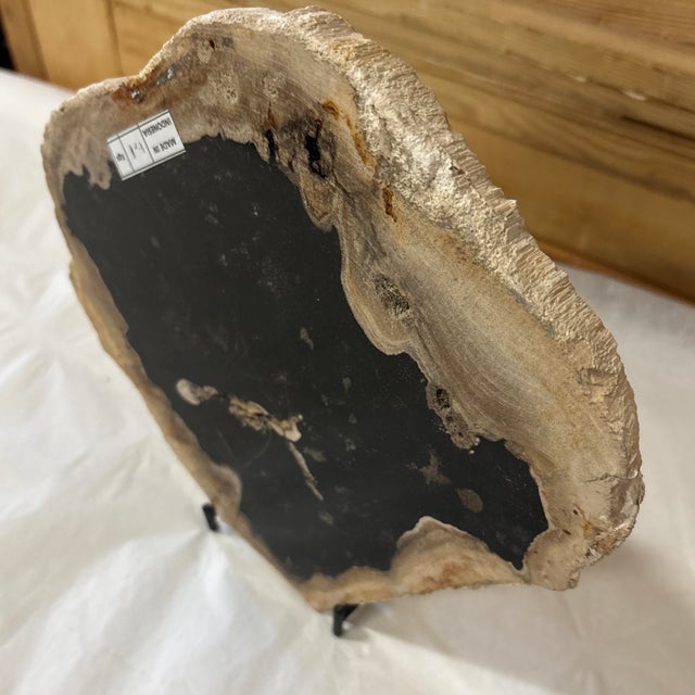 Wood Live Edge Petrified Wood D For Sale - Image 7 of 11
