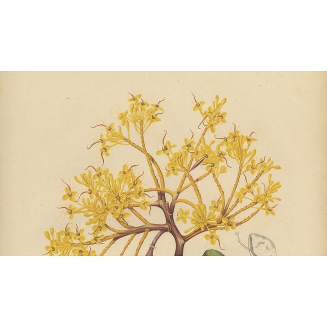 Berthe Hoola van Nooten, Yellow Saraca, 1880, Chromolithograph For Sale - Image 5 of 9