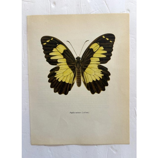 Up for sale is this gorgeous lithograph by F. Prochazka, published in Great Britain in 1965. It is in excellent, gently-...