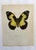 Up for sale is this gorgeous lithograph by F. Prochazka, published in Great Britain in 1965. It is in excellent, gently-...