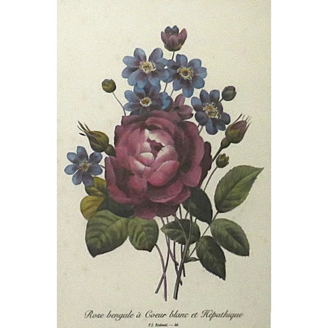 French Pair of French P. J. Redoute Floral Lithographs Prints Morning Glories & Roses Floral Flowers Framed For Sale - Image 3 of 6