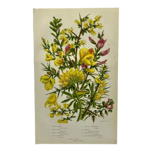 Antique W. Dickes & Co. Botanical Print From England Showcasing Yellow & Pink Varieties of Furze, Greenweed and Harrow Flowers - Circa 1870