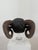 Northern European Artist, Ram's Head, 19th Century, Wood For Sale - Image 11 of 14