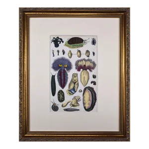 19th Century Antique Hand Colored Sea Slug Engraving by Goldsmith