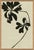 Hable Palm, Allium and Mediterranean Leaf by Susan Hable For Sale - Image 4 of 5