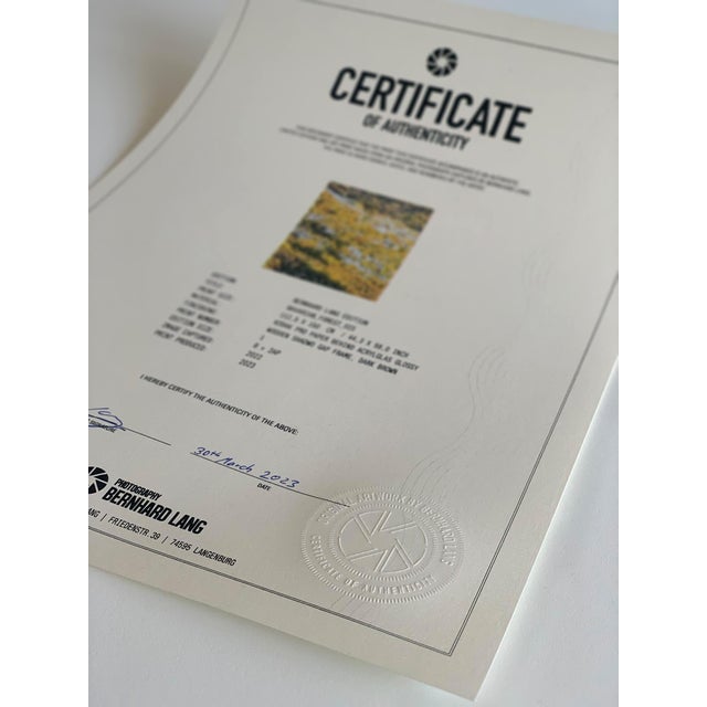 "Bavarian_Forest_01" Contemporary Limited Edition Fine Art Photograph by Bernhard Lang For Sale - Image 9 of 9